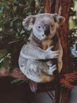 Koala