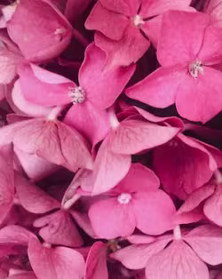 Colour