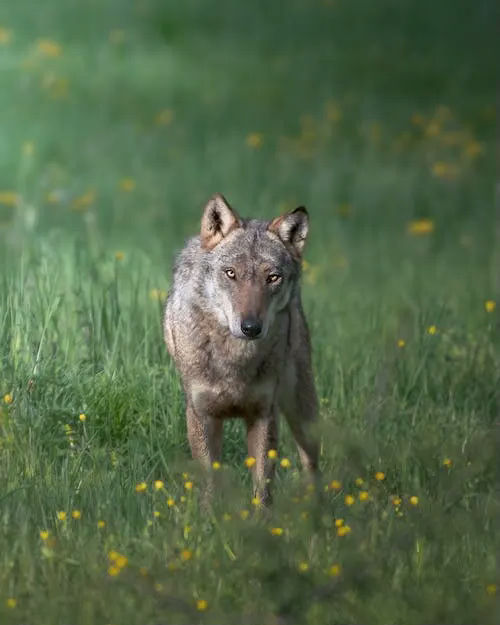 wolf gifts