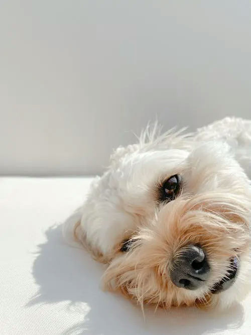 cockapoo gifts