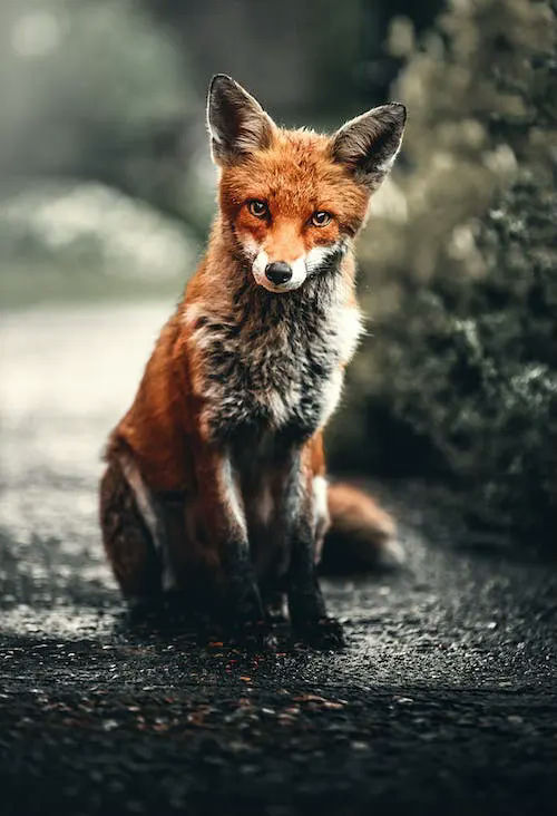 fox gifts