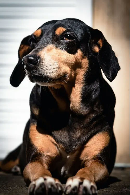 sausage dog gifts