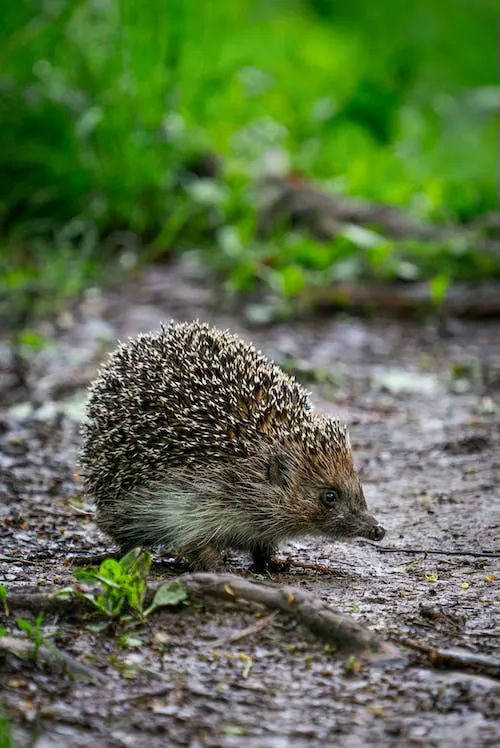 hedgehog gifts