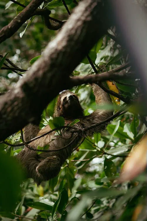 sloth gifts
