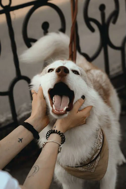gifts for dog walkers