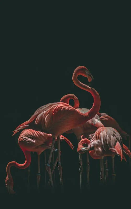 flamingo gifts