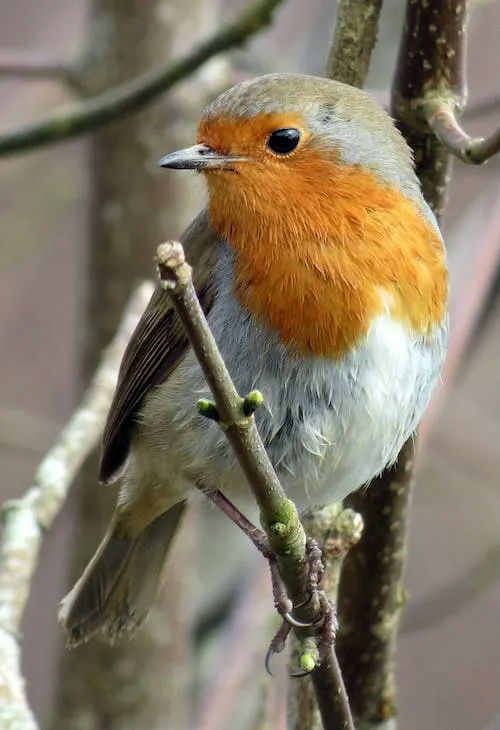 robin gifts