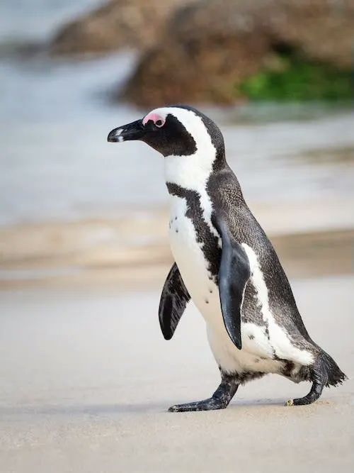 penguin gifts
