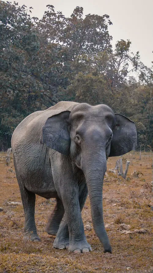 elephant gifts