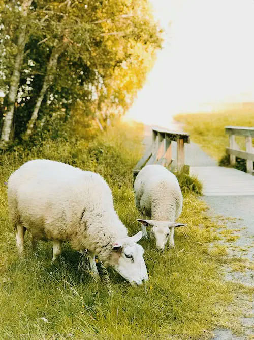 sheep gifts