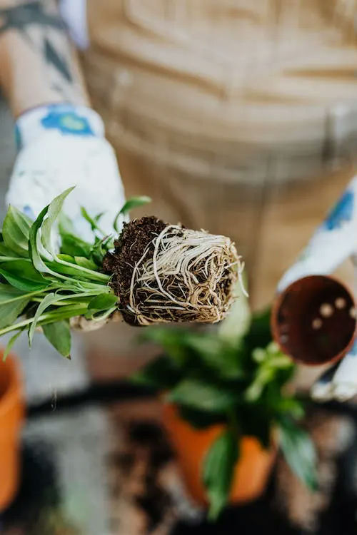 garden gifts