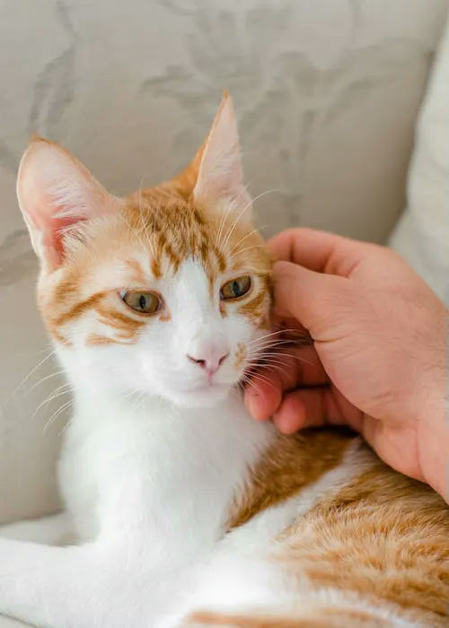gifts for cat lovers