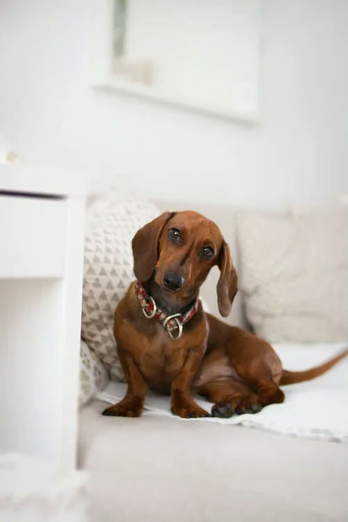 dachshund gifts