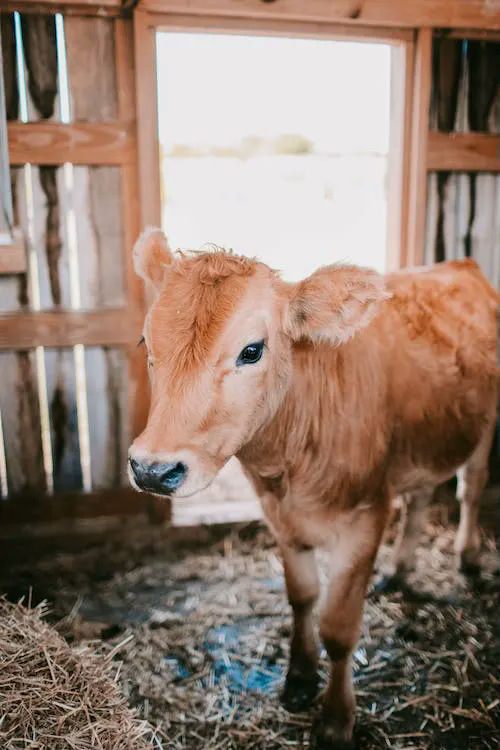 cow gifts