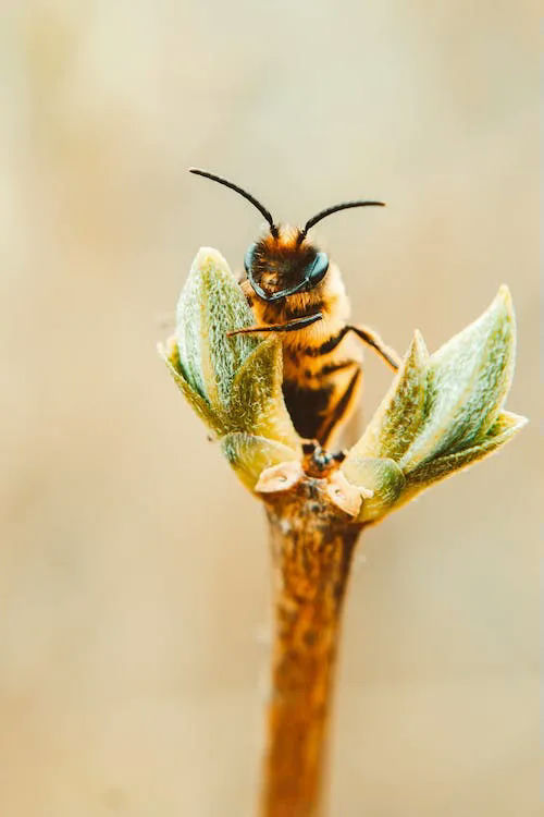 bumble bee gifts