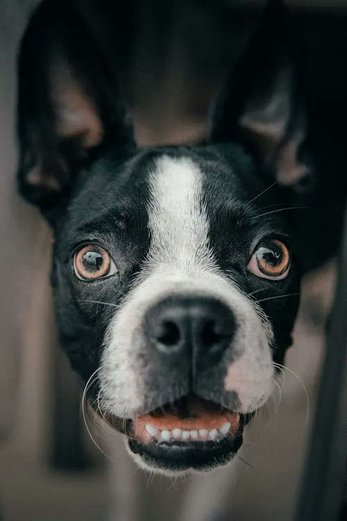 dog gifts