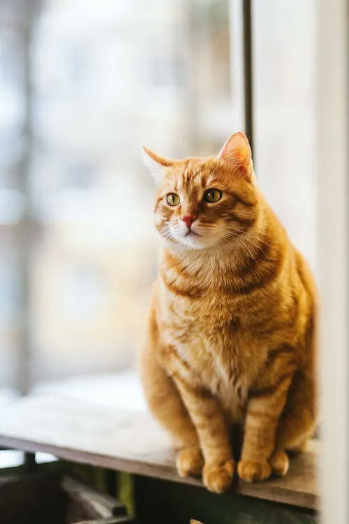 cat gifts