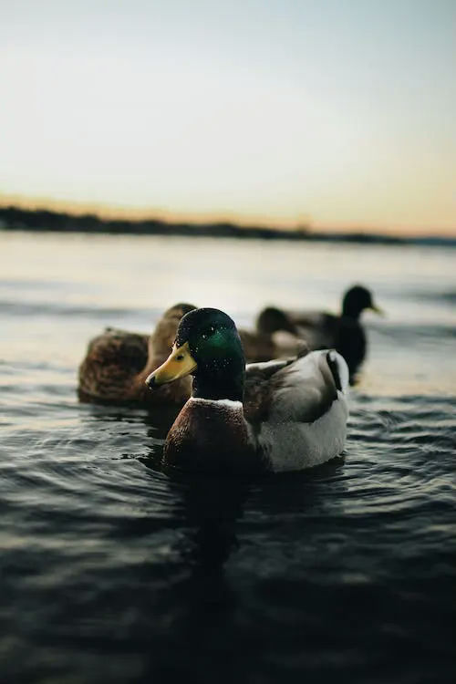 duck gifts
