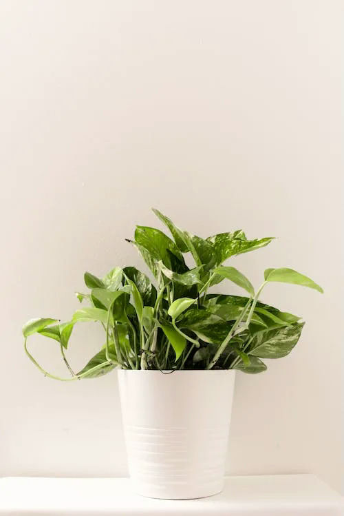 plant gifts