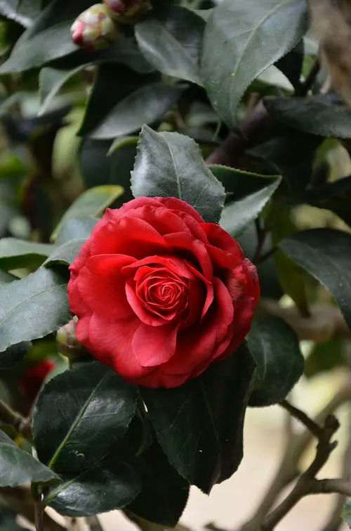 rose gift