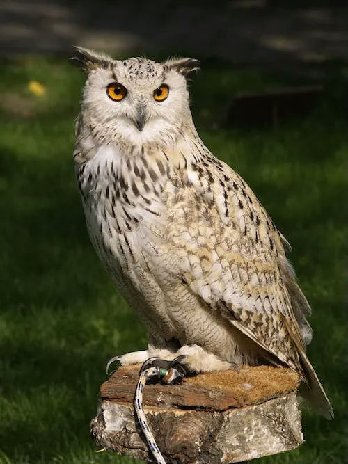 owl gifts