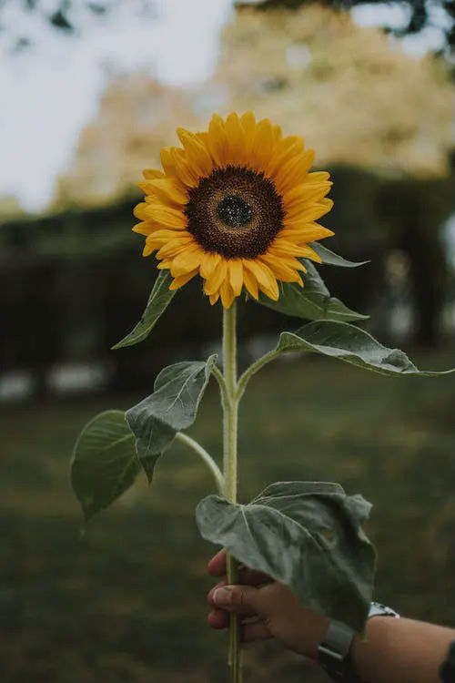 sunflower gifts