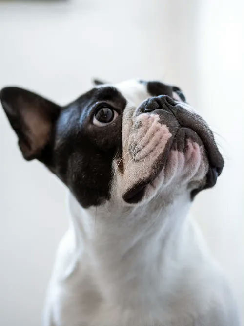 french bulldog gifts