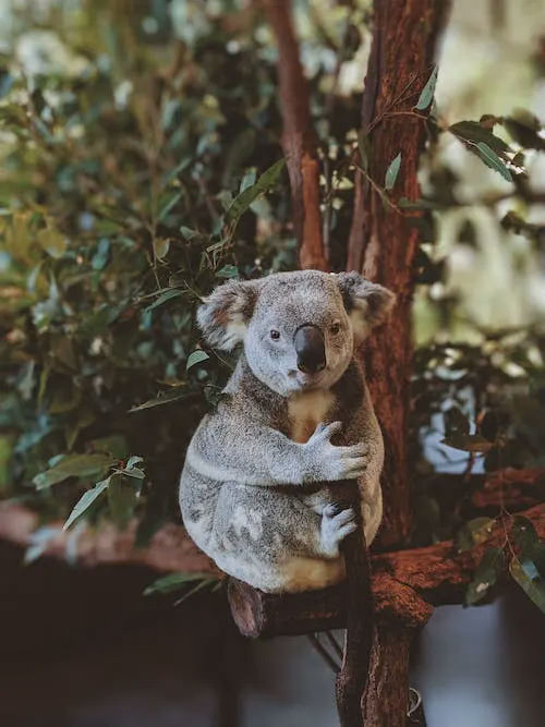koala gifts