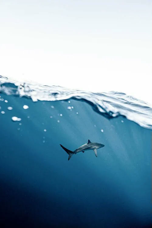 shark gifts