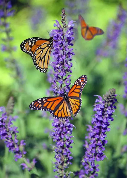 butterfly gifts