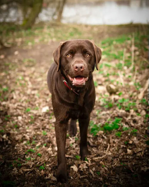 labrador gifts