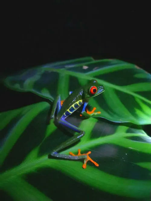frog gifts