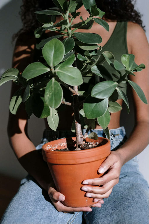 gifts for plant lovers