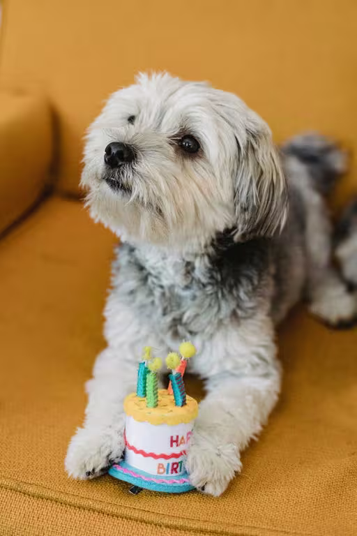 gifts for a birthday