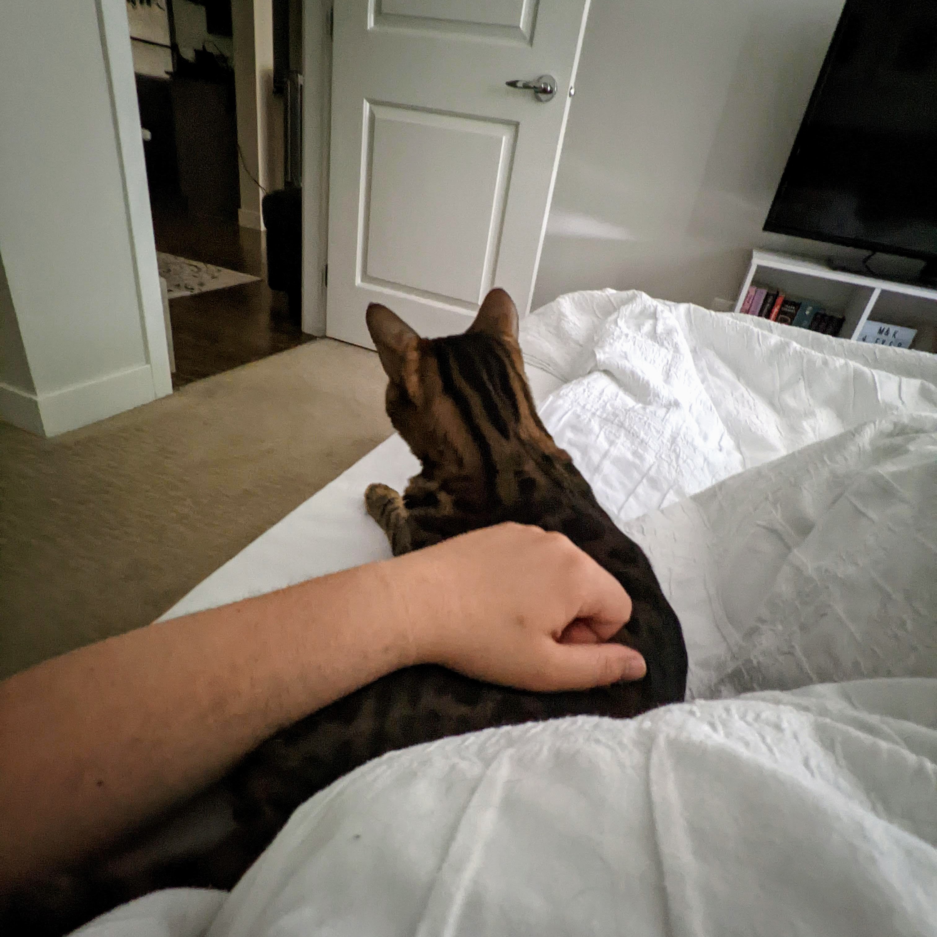 a brown spotted bengal laying in bed, facing away from the camera, being pet