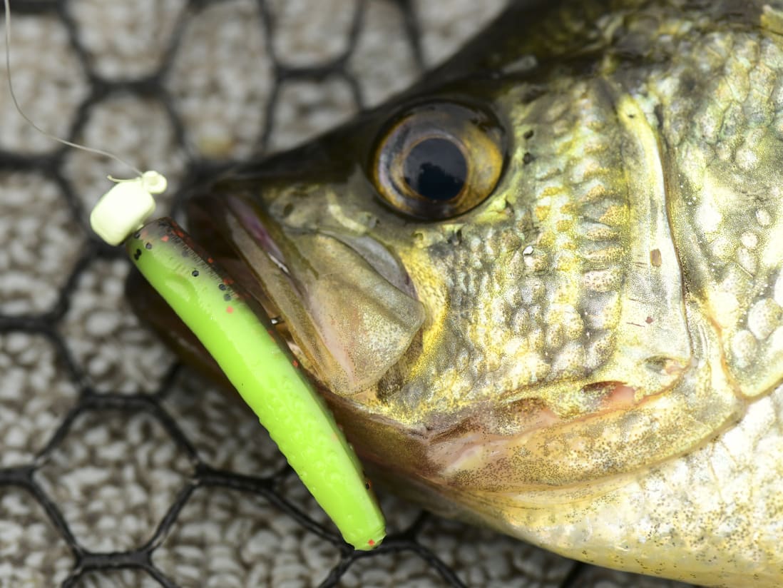 Big Bluegills on Z-Man Micro Finesse Tiny TicklerZ ( Hot Snakes) 