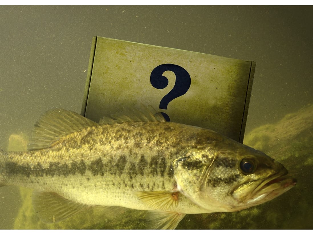 Knockout Combo Box [SOLD OUT]