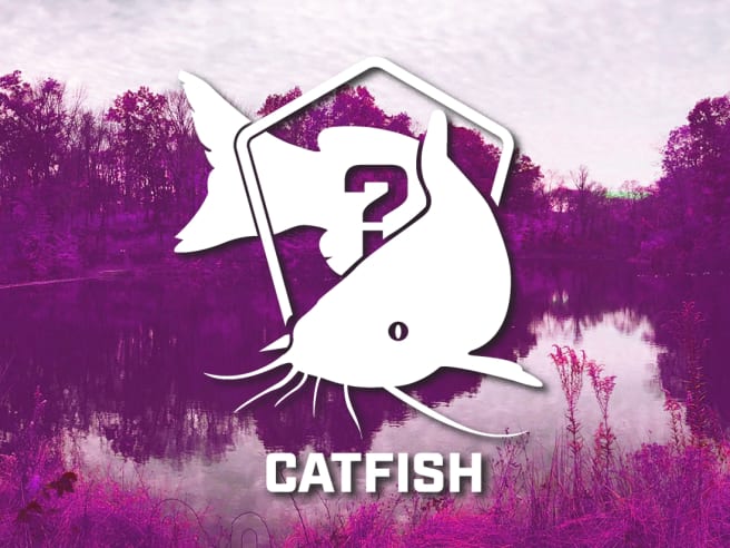 Catfish Bundle