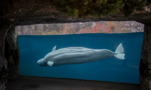 Mystic Aquarium photo from the official site