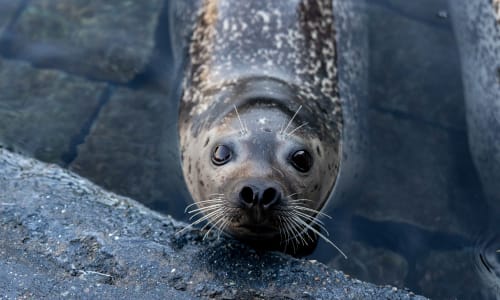 With 50-plus ringed seal sightings, Unalaskans start tracking the