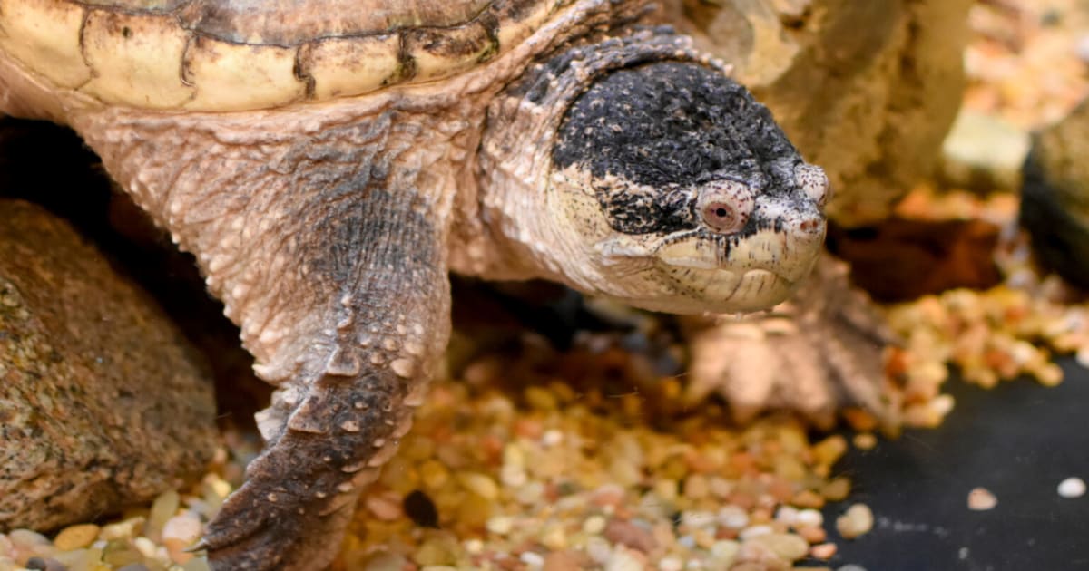The Common Snapping Turtle - Mystic Aquarium