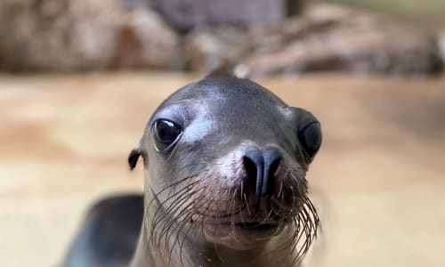 California Sea Lion