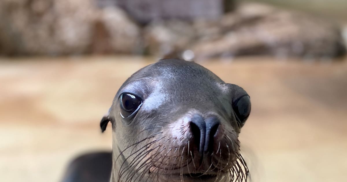 Sea Lions Up Close Mystic Aquarium