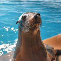 1949 Buchanan Sea Lions