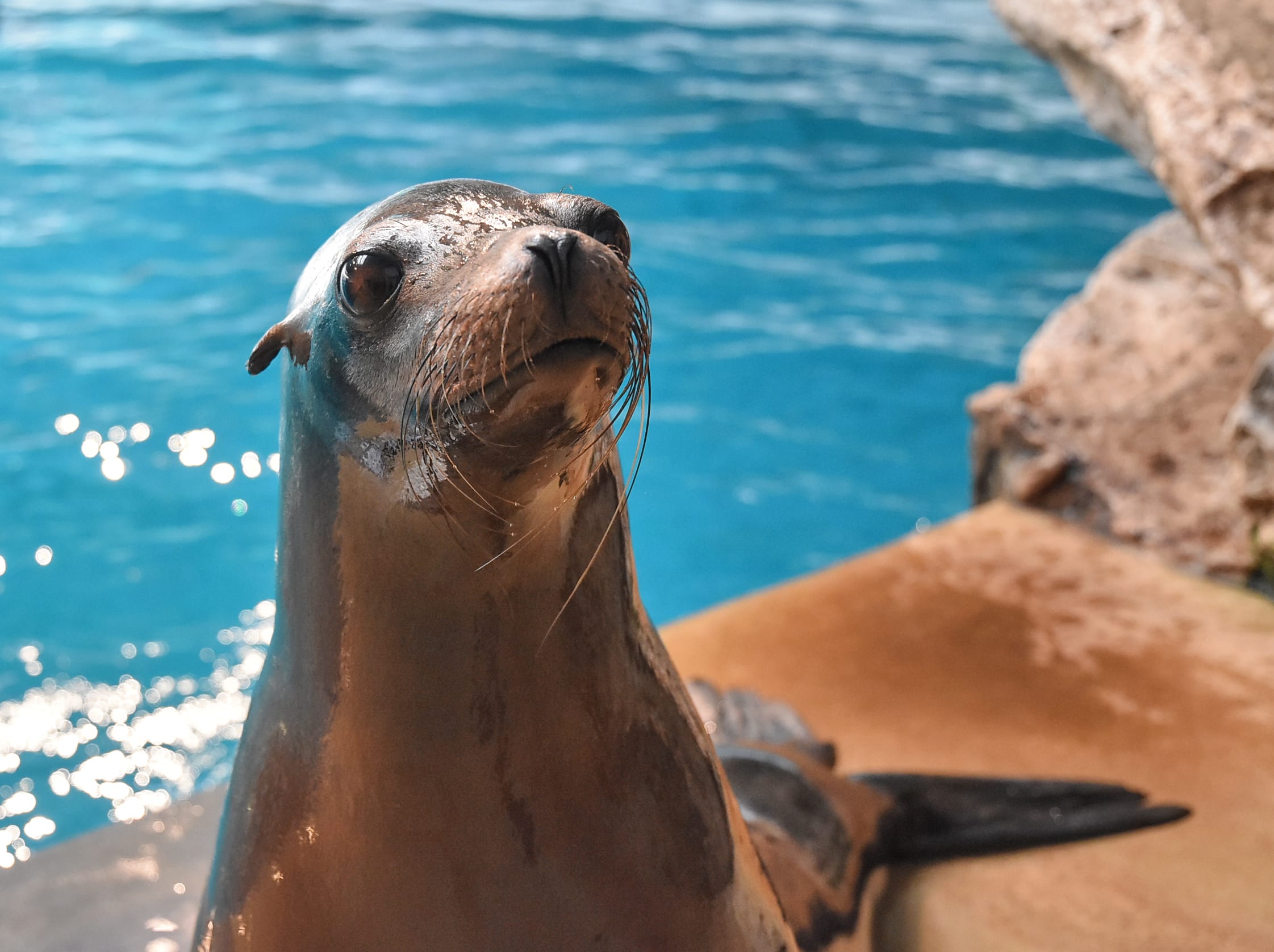 Sea Lions in San Francisco – Aquarium of the Bay