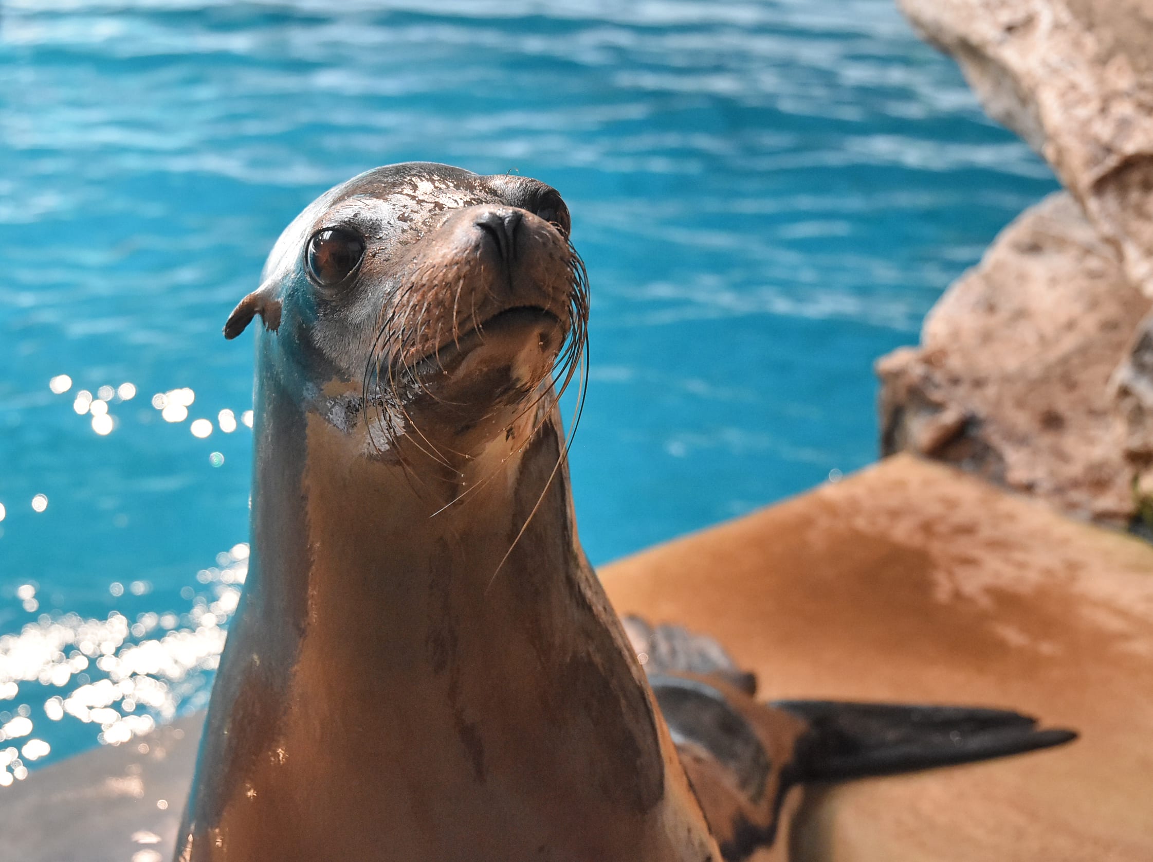 California Sea Lion California Sea Lion