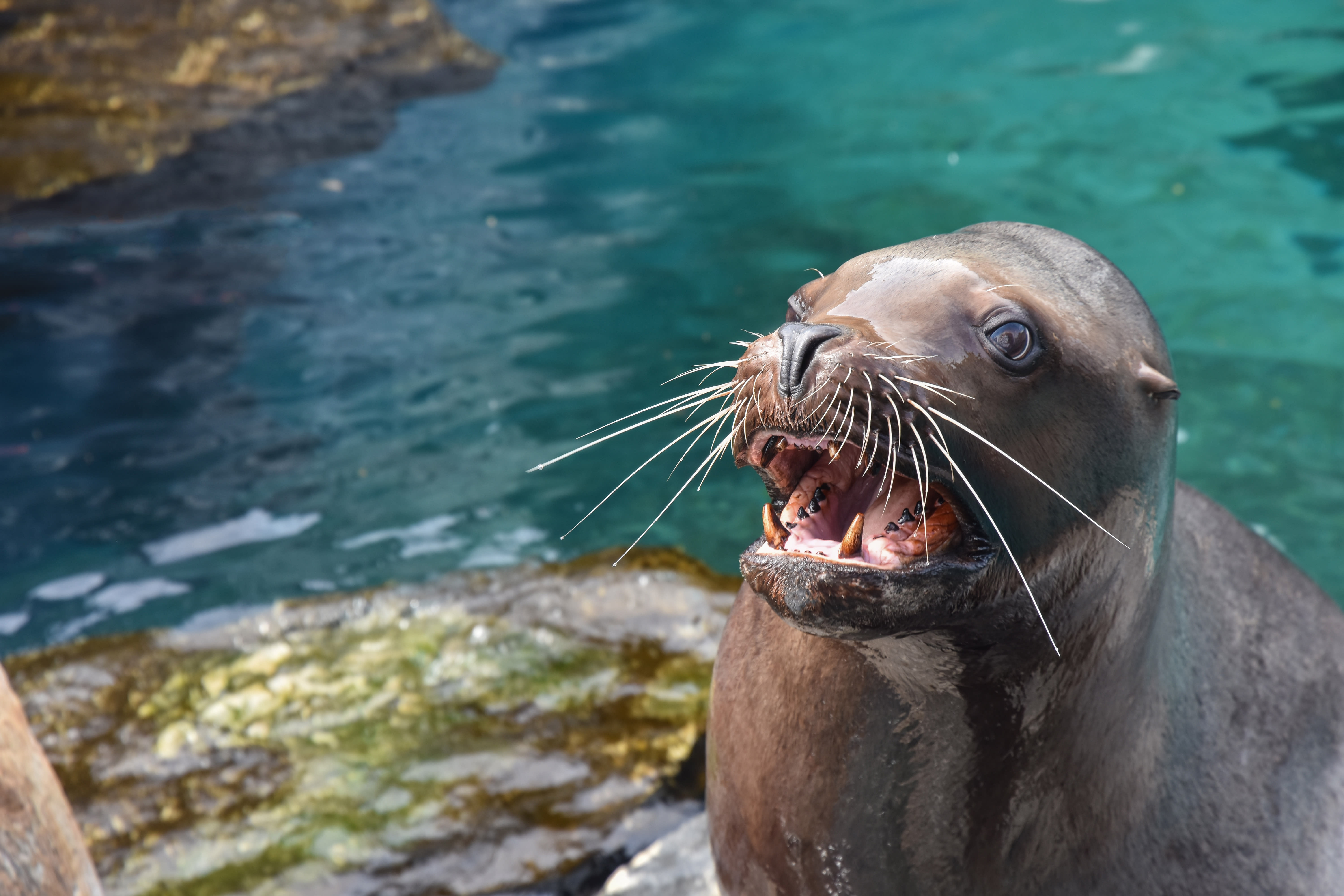 Steller Sea Lion Research