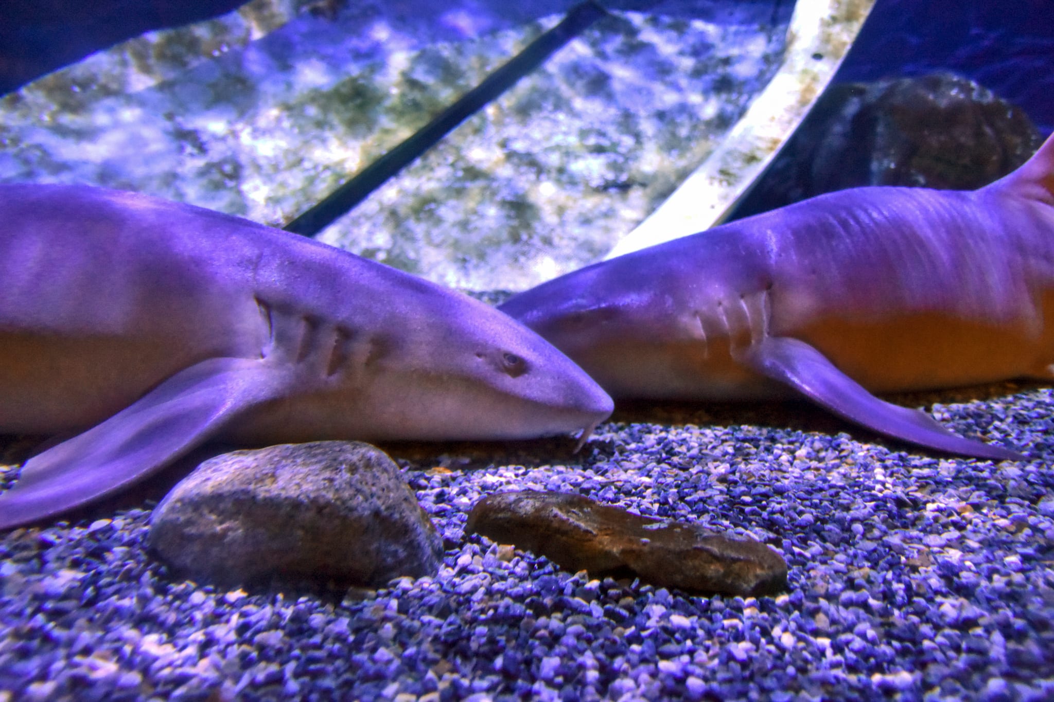 Nurse Sharks - Mystic Aquarium, image size:2048x1365
