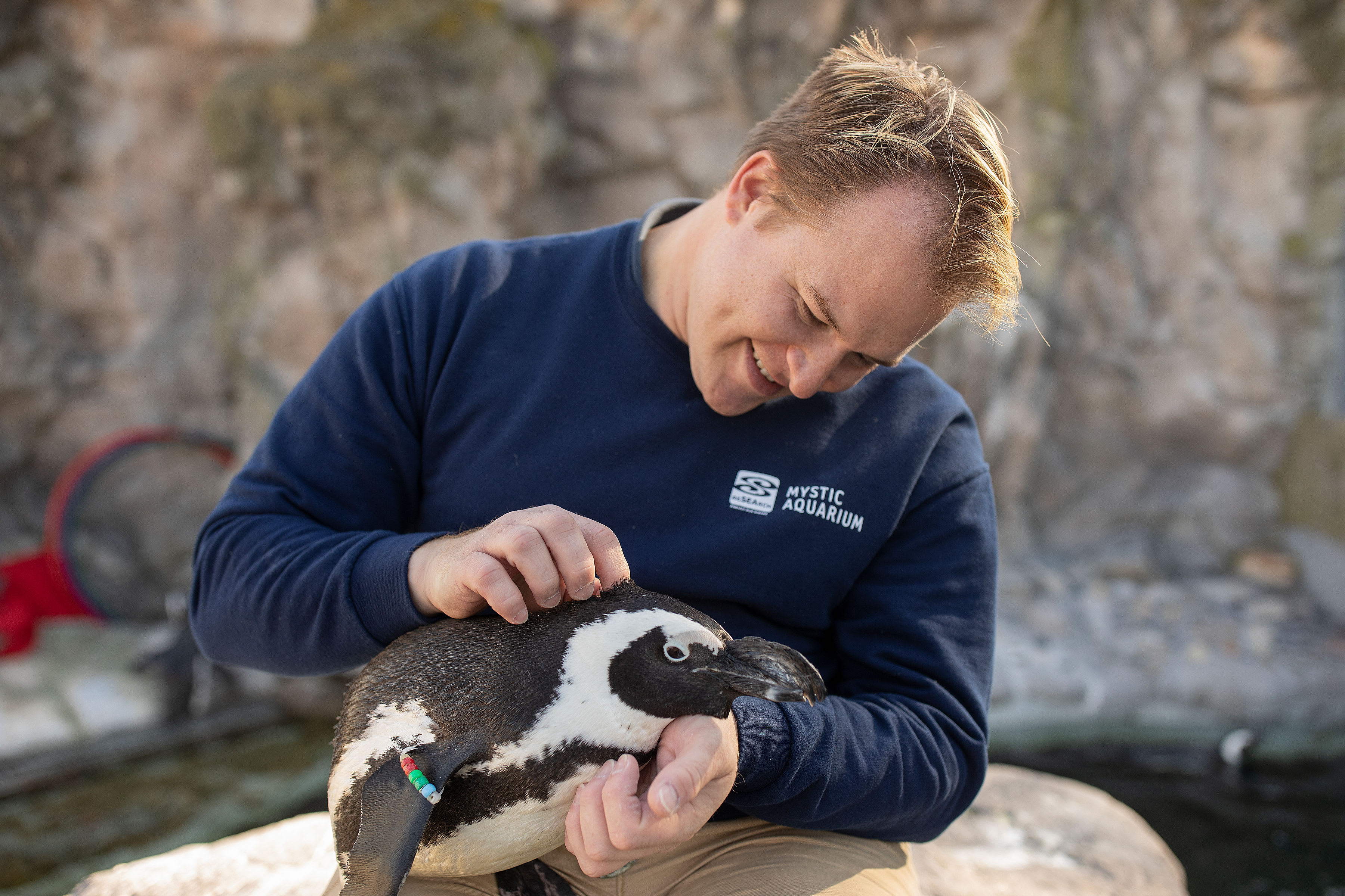 Watch penguin visit beluga whales in aquarium