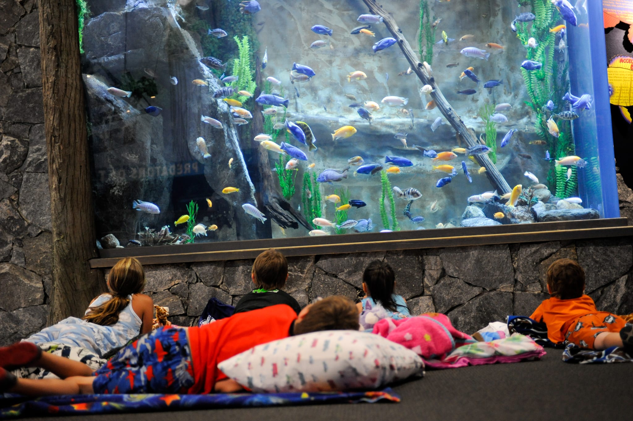 Overnight Programs - Mystic Aquarium